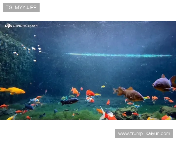 DJI最新水下拍摄参数解析及最佳设置推荐详解